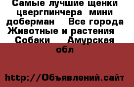 Самые лучшие щенки цвергпинчера (мини доберман) - Все города Животные и растения » Собаки   . Амурская обл.